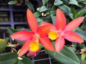 One Paphiopedilum and One Caribbean Orange Bowl